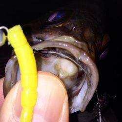 爆風メバリング