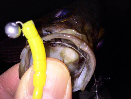 爆風メバリング