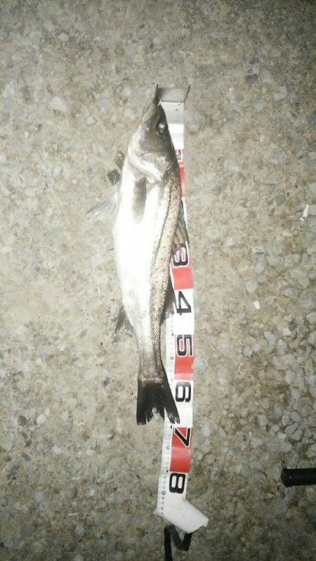 投げ釣り、スズキチャレンジの続き