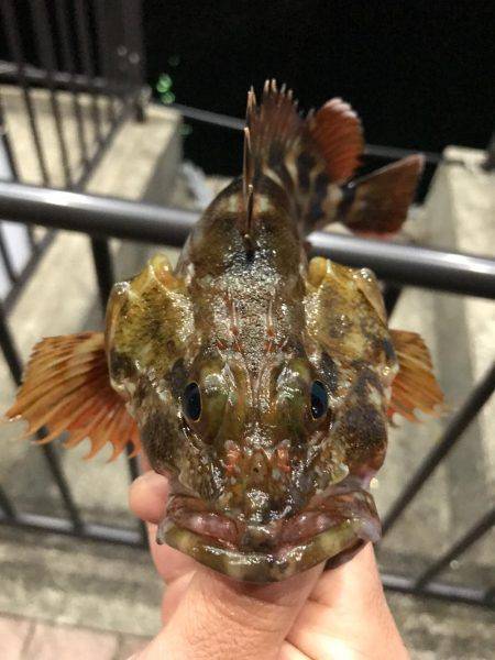 夕マズメに渾身の1匹☆