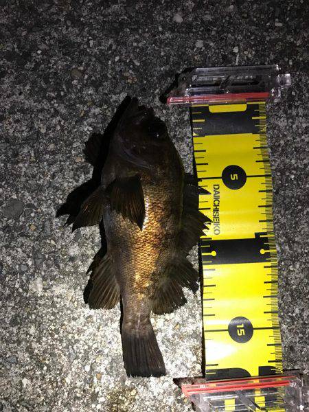 強風メバリング