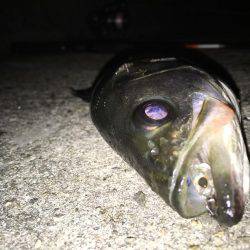 プラッキングで!