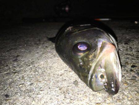 プラッキングで!