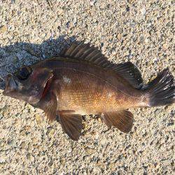 ランガン穴釣り釣行