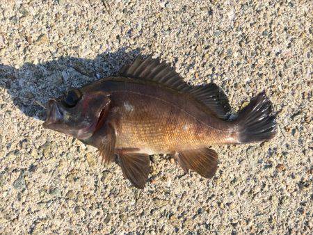 ランガン穴釣り釣行