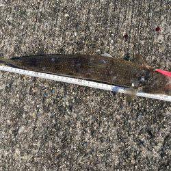 久しぶりのコウイカエギング！