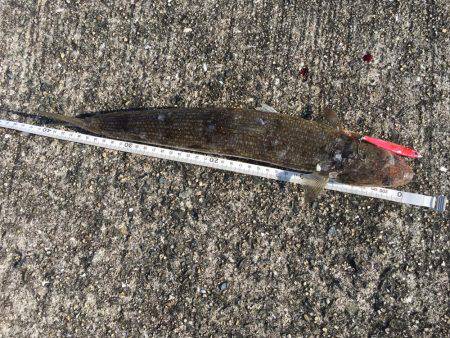 久しぶりのコウイカエギング！