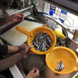 サビキ、ルアー