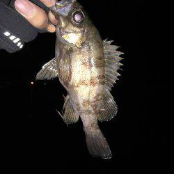 メバルを探して