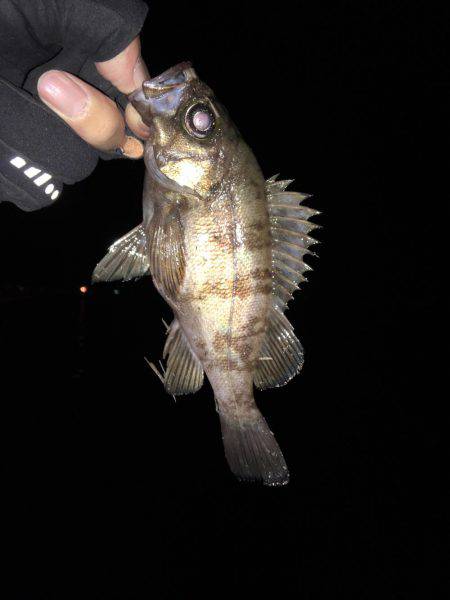 メバルを探して