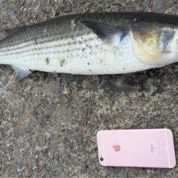 もっと大きいのがいいなーー