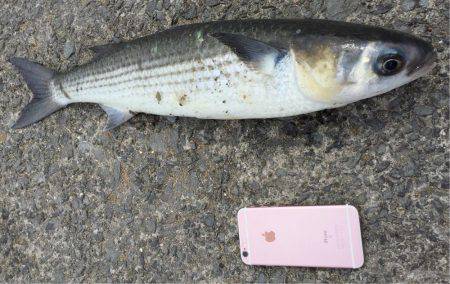 もっと大きいのがいいなーー