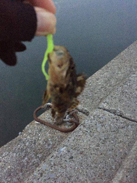 富洲原港メバリング