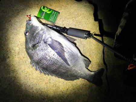 桜が咲いたのでチニング