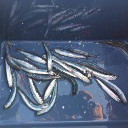 田浦漁港でファミリーフィッシング