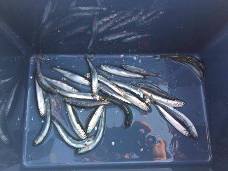 田浦漁港でファミリーフィッシング