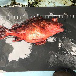 ガシラ  小潮  昼便