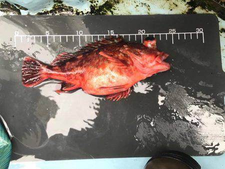 ガシラ  小潮  昼便