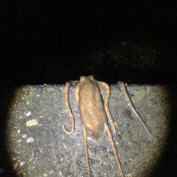 またまた年無し