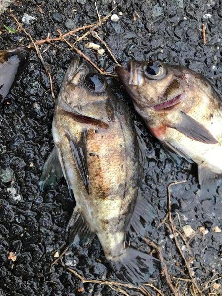 ナイトガシリング&朝まずめメバリン…