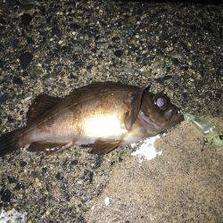 プラグで初ゲット