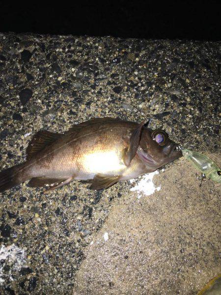 プラグで初ゲット