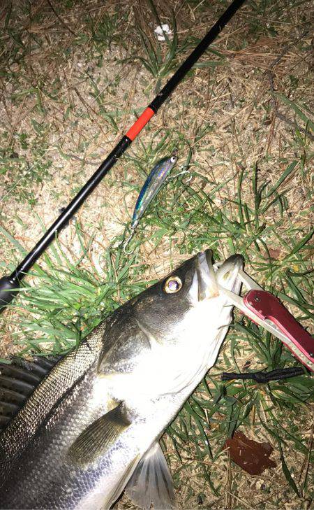 久々のシーバス