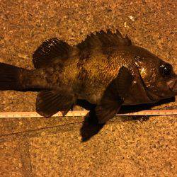 リベンジ成功!!