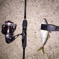 やっぱりアジング