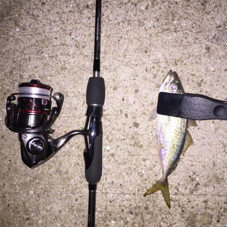 やっぱりアジング