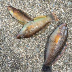 沼島ライトゲーム