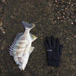 メタルバイブにキビレ