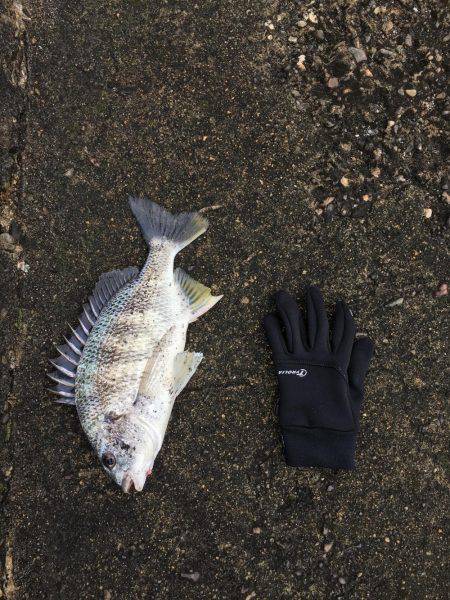 メタルバイブにキビレ