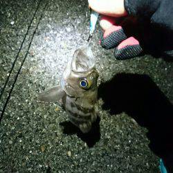 プラッキング メバル