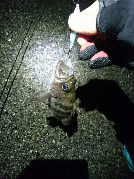 プラッキング メバル