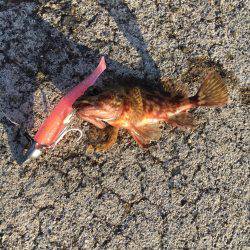 水俣港五目釣り