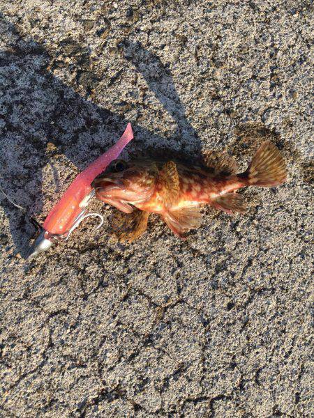 水俣港五目釣り