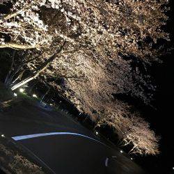 ヤリイカエギング