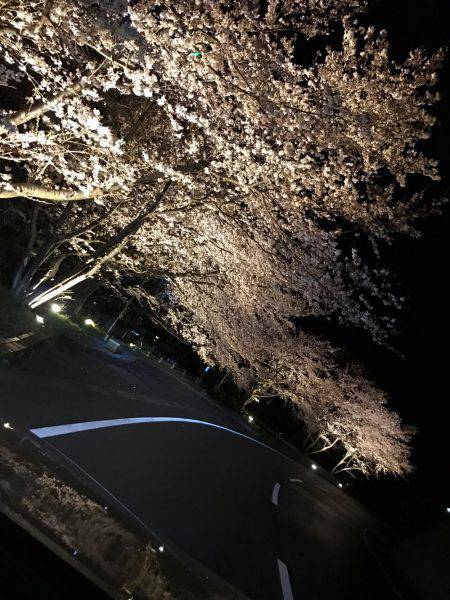 ヤリイカエギング