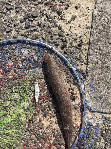 ライトショアジギング