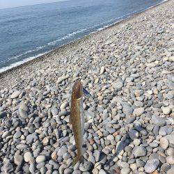 煙樹ヶ浜 エソ2匹とダツ1匹