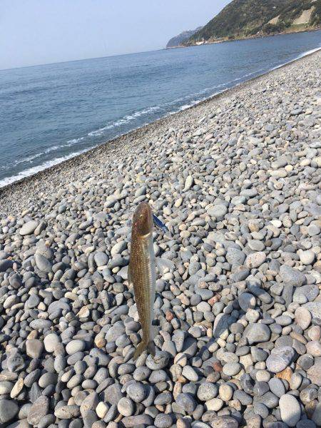 煙樹ヶ浜 エソ2匹とダツ1匹