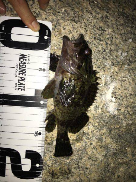 久々メバリング