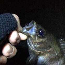 メバリング楽しいー!