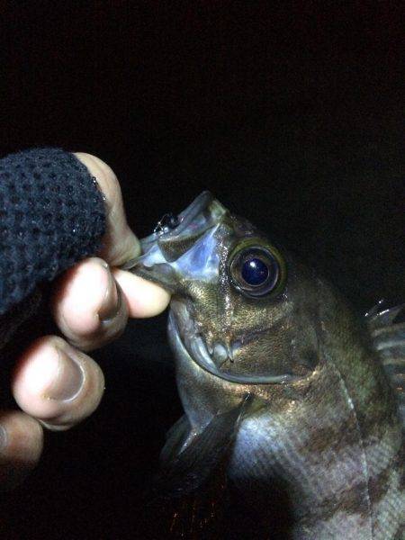 メバリング楽しいー!