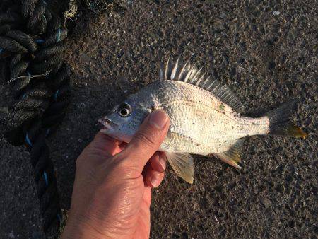 紀ノ川チヌ終了？