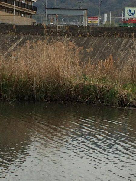 尺上でしたが…