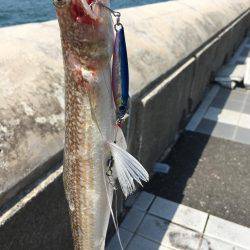 サゴシねらいからの〜