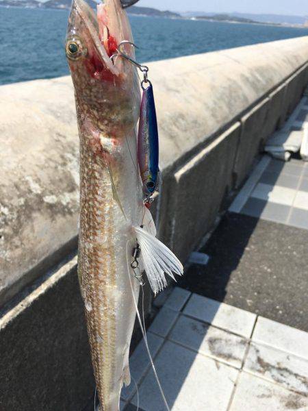 サゴシねらいからの〜