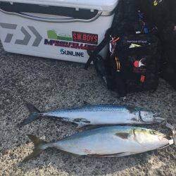 ハマチ&サゴシボイル